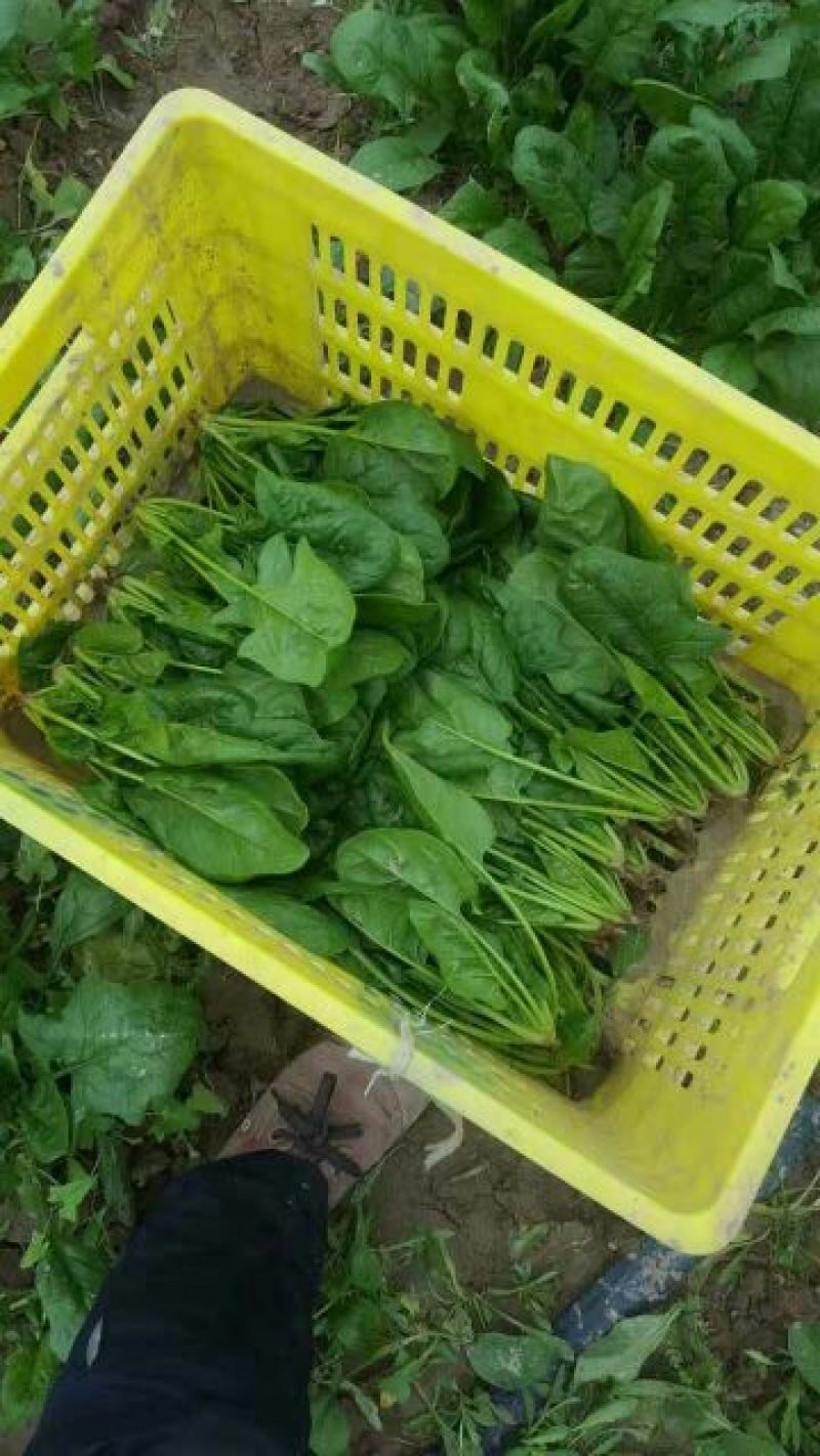大叶菠菜20~25厘米