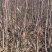 烟富8号苹果树苗矮化苹果苗苹果苗育苗基地苹果苗批发