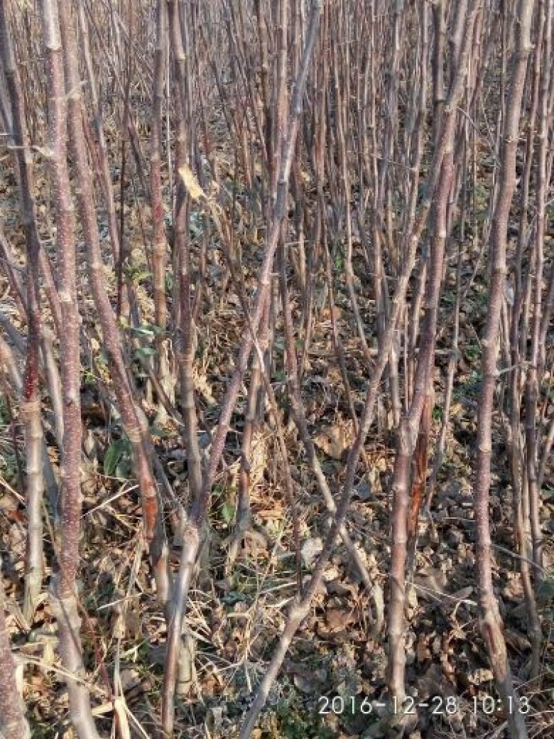 烟富8号苹果树苗矮化苹果苗苹果苗育苗基地苹果苗批发