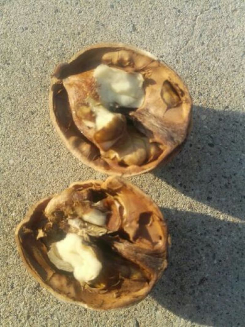 薄皮核桃去皮