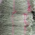 长豆角60厘米以上70厘米以上