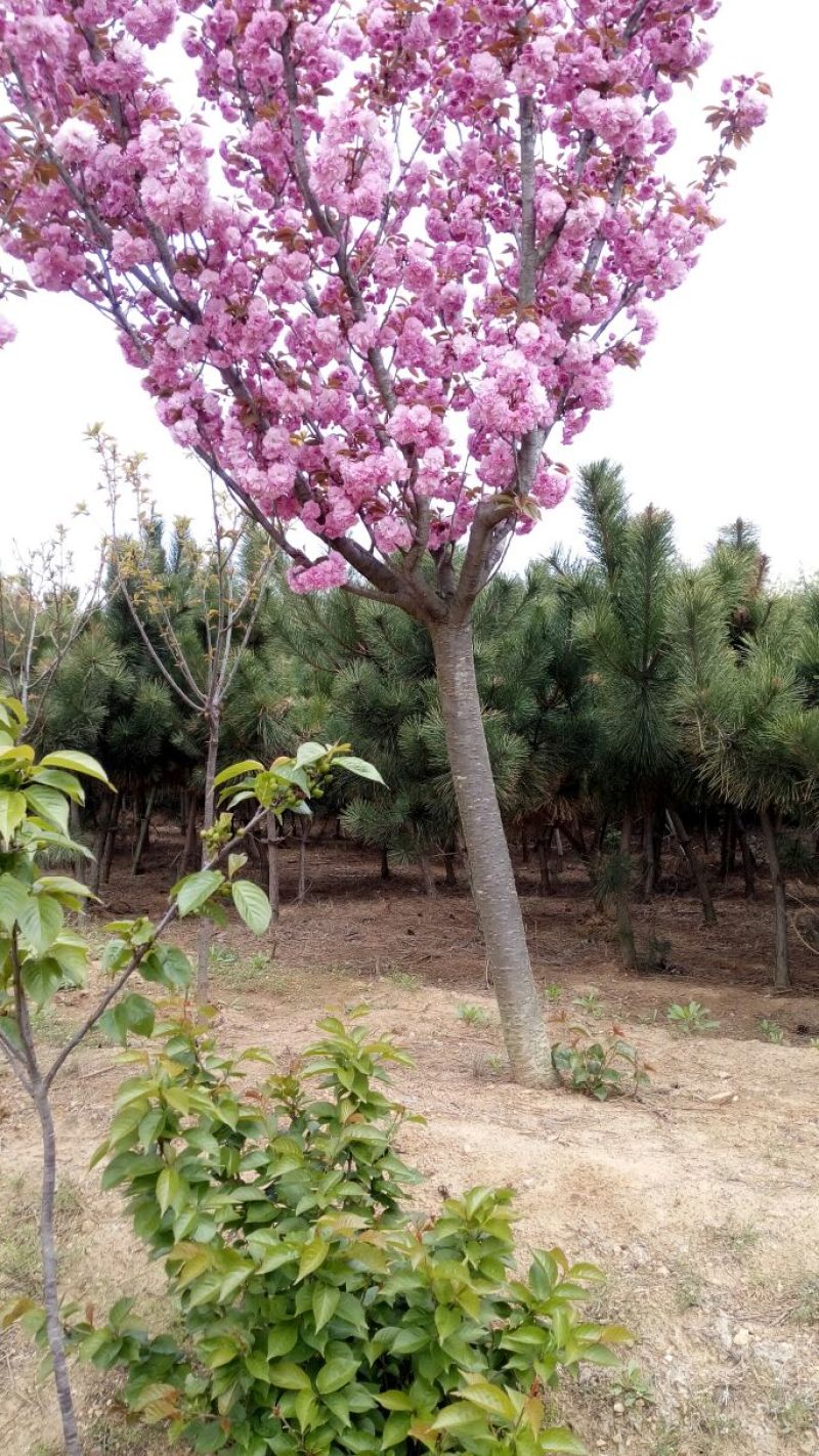 樱花树20cm以上18~20cm4米以上