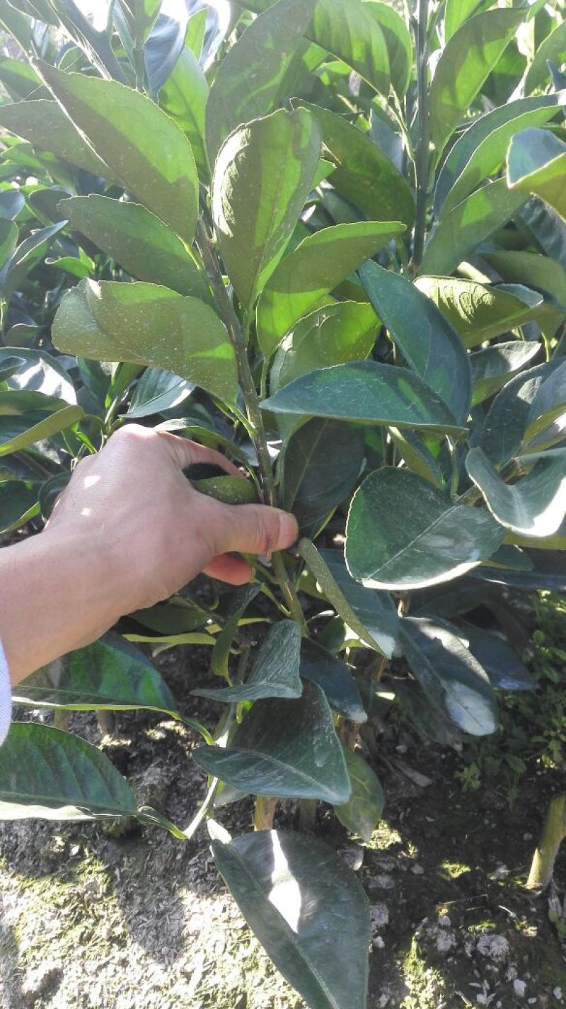 正宗赣南纽荷尔脐橙树苗无毒区培育地苗杯苗技术供应