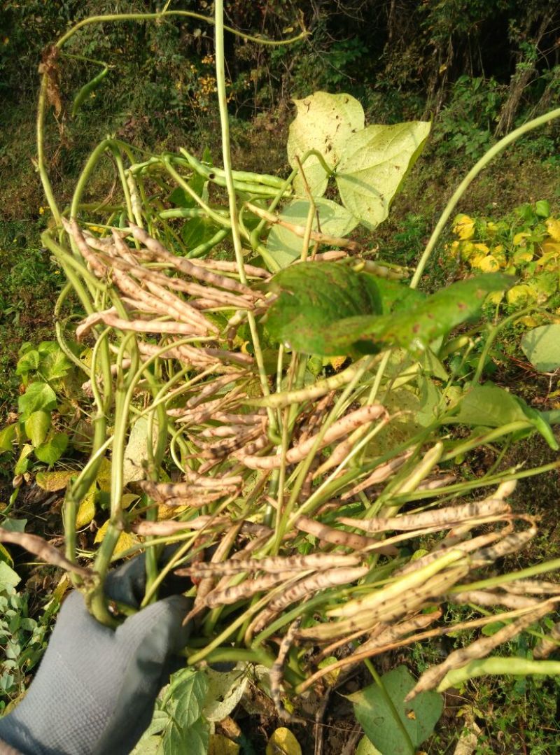 红小豆散装