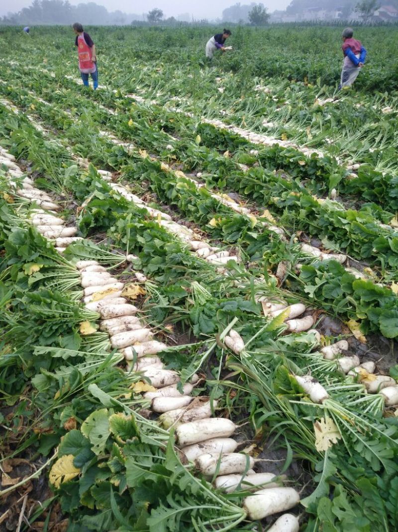 白萝卜1.5~2斤起