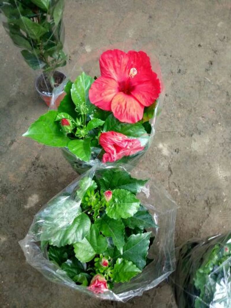 口红花