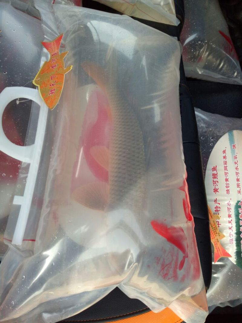 野鲤食用1~2公斤