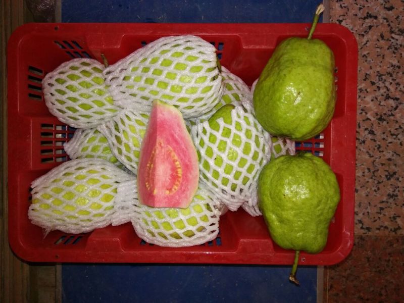 西瓜番石榴苗50~80cm