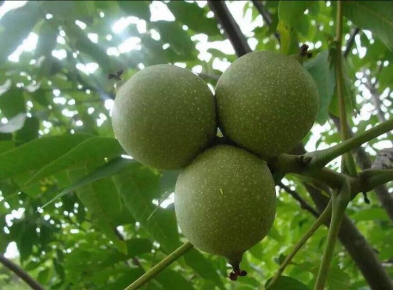 薄皮核桃
