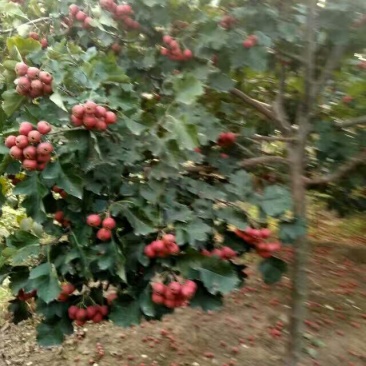 山楂树：3公分山楂树5公分，8公分，10公分，15公分