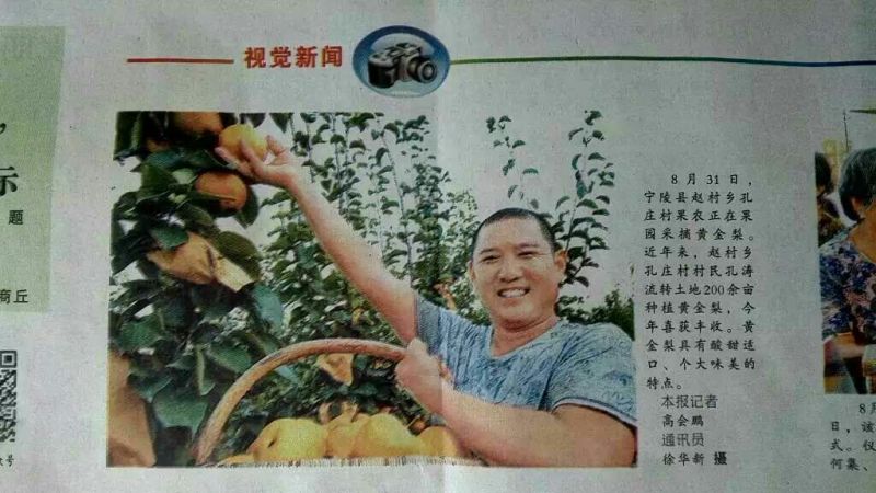 黄金梨450~500g纸袋