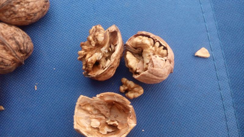 薄皮核桃30mm以上去皮干