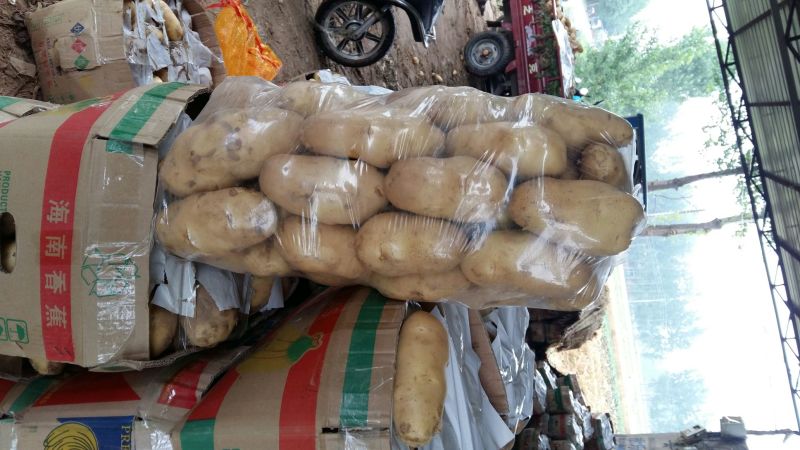荷兰十五土豆3两以上通货