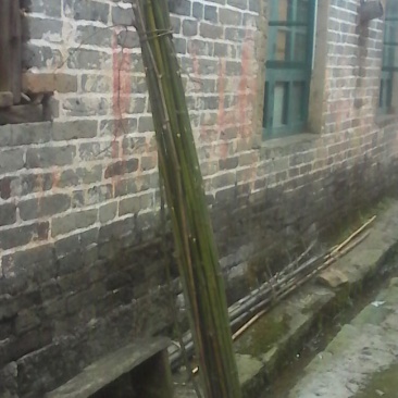绿竹2~3m