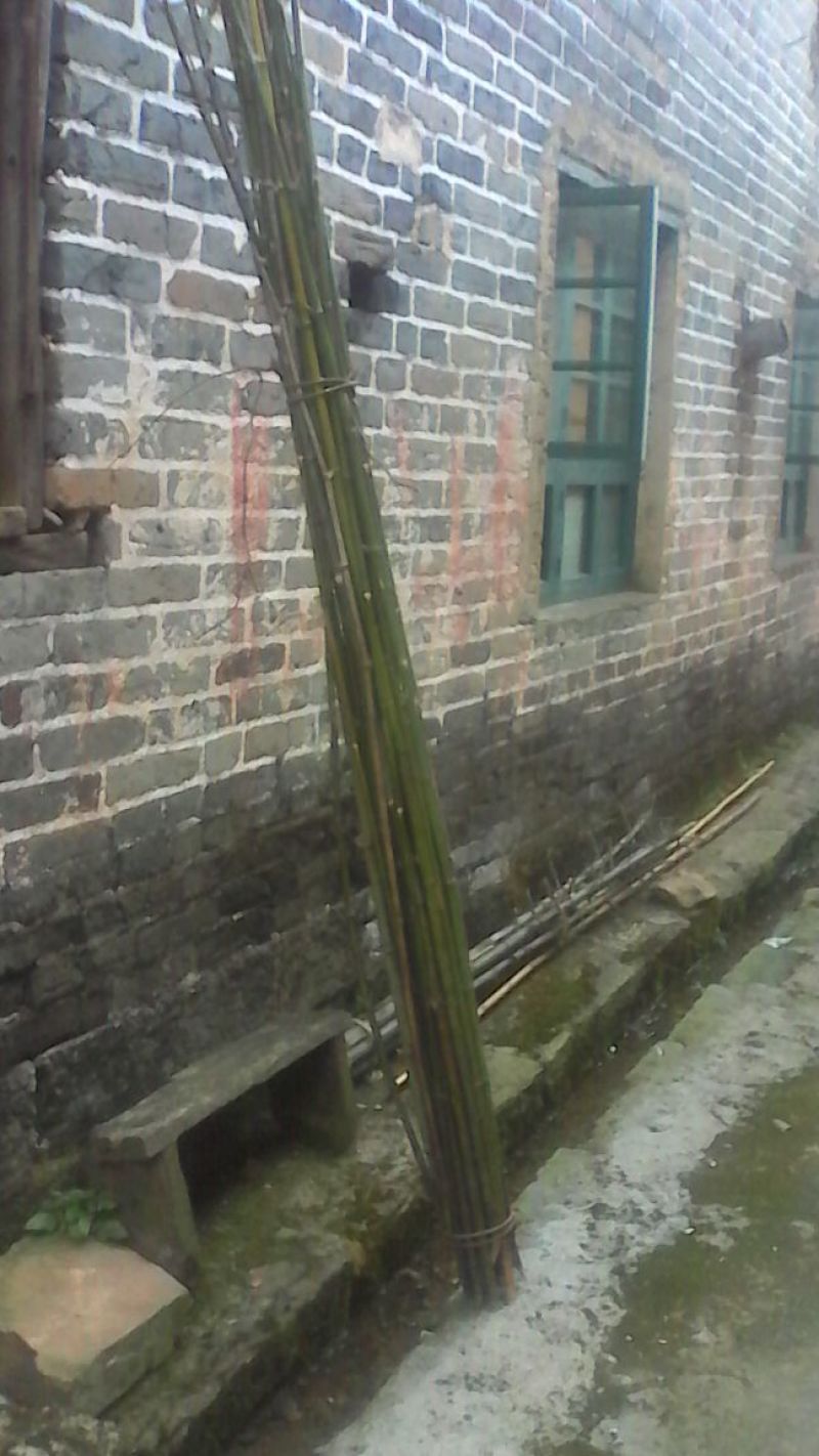 绿竹2~3m