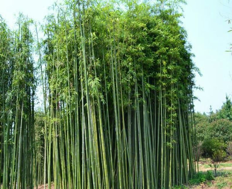 竹子4~5m