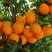 纽荷尔脐橙苗30~50cm，保证品种纯度和质量！