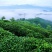 石阡苔茶特级