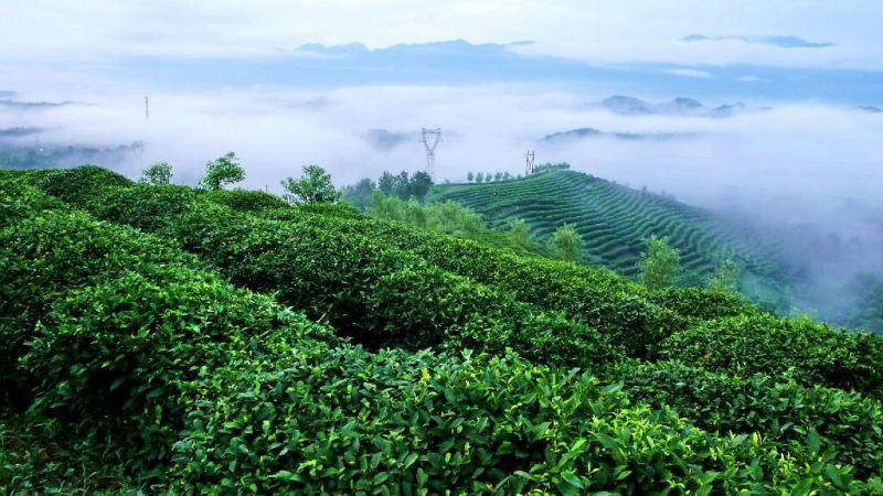 石阡苔茶特级