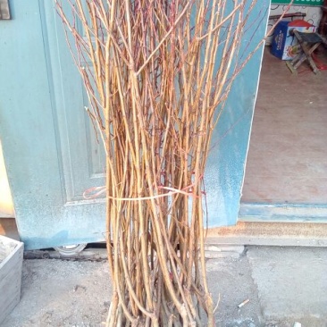 春雪桃树苗70~80cm