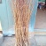 春蜜桃树苗60~70cm