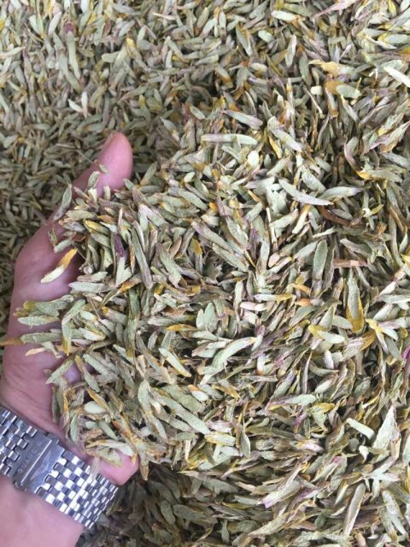 浙江雁荡山铁皮石斛切片易冲泡