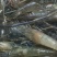 河虾活虾21~25只/kg