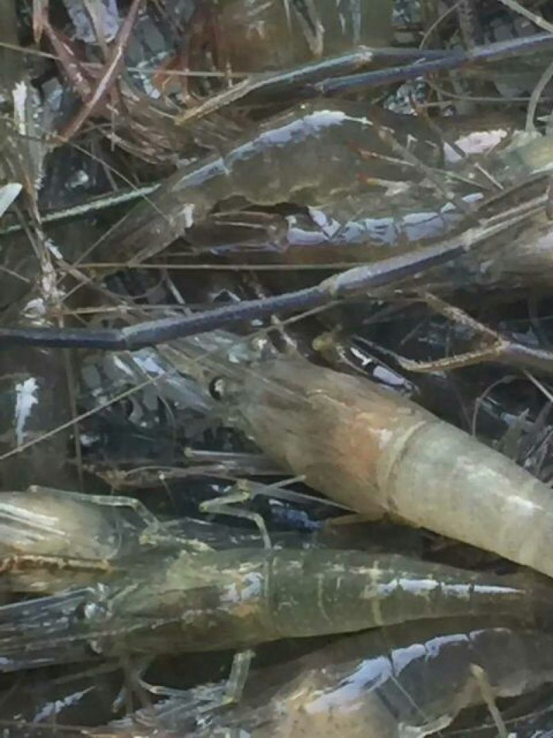 河虾活虾21~25只/kg