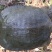 生态甲鱼