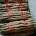 垆土山药3~4厘米特级