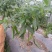 尖椒﹥20厘米青