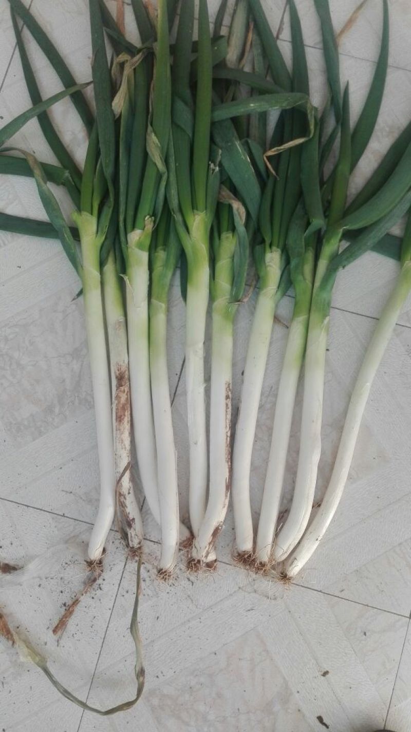 铁杆大葱30~40cm毛葱3cm左右