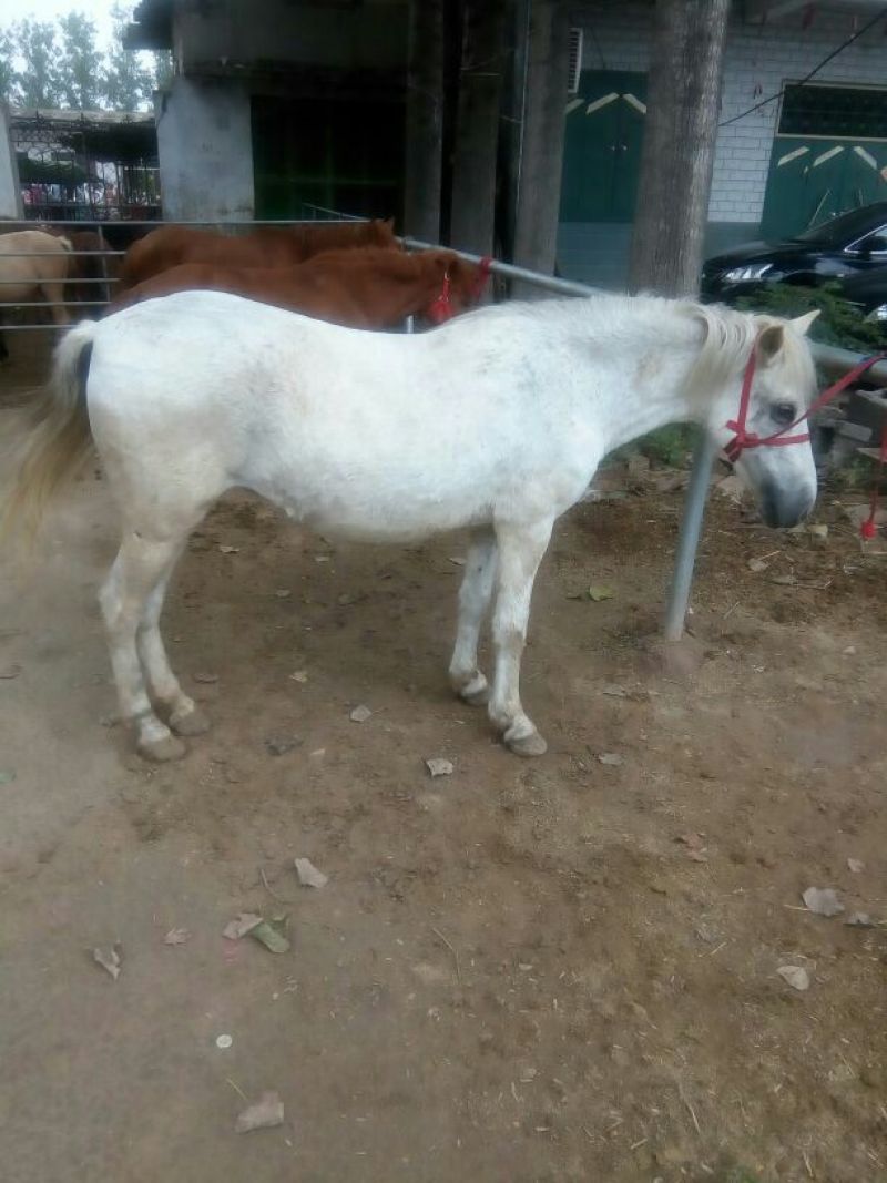 肉马300~400kg