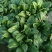 大叶菠菜15~20厘米