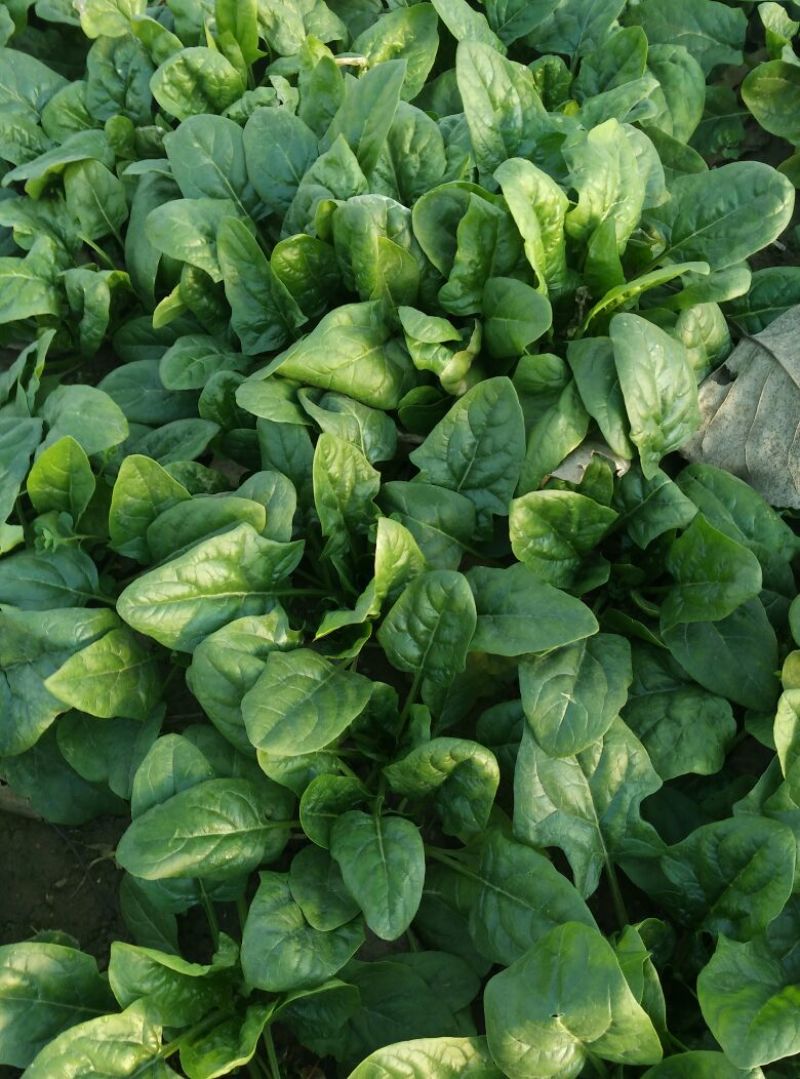 大叶菠菜15~20厘米