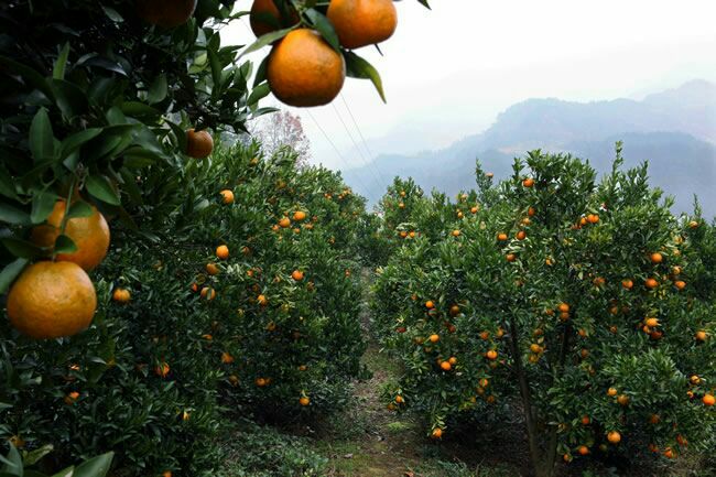 湖南常德市石门县蜜桔 6.5~7cm批发_才春华供