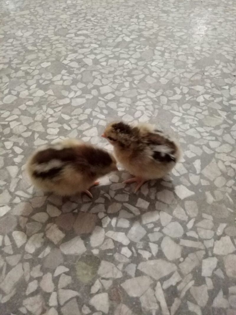 土鸡苗1斤以下