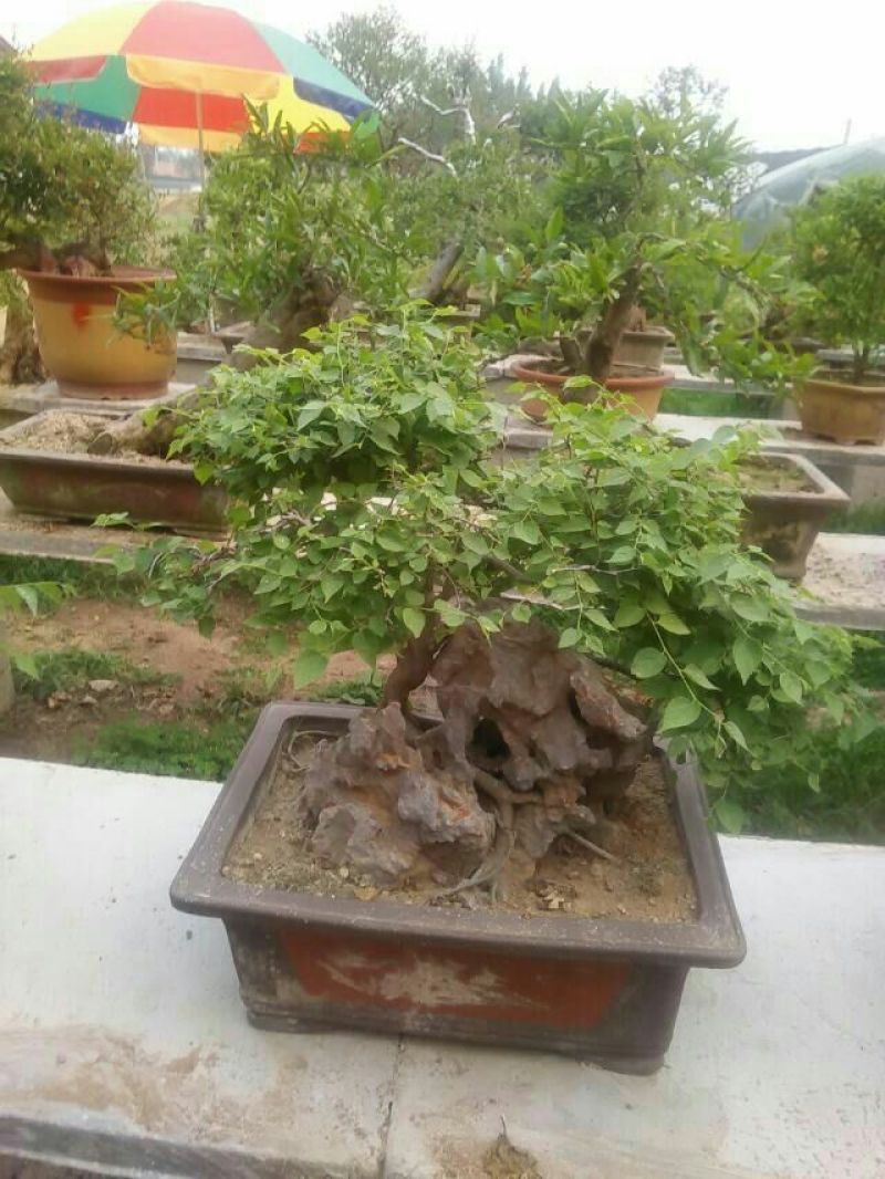 石榴盆景大小规格都有，真正的一手货源产地直销