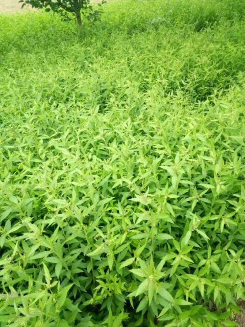 粉花绣线菊