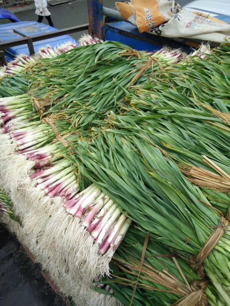 红根蒜苗40~45cm