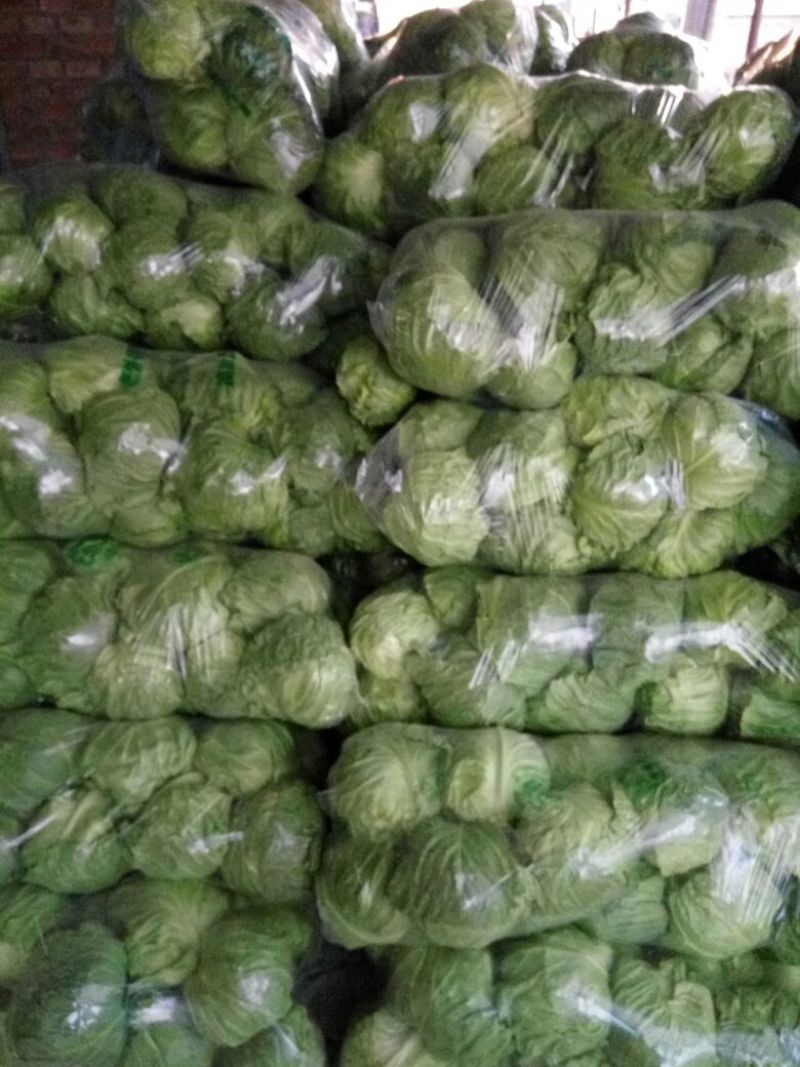 精品绿甘蓝，全绿，按需采购和加工！质量很好！