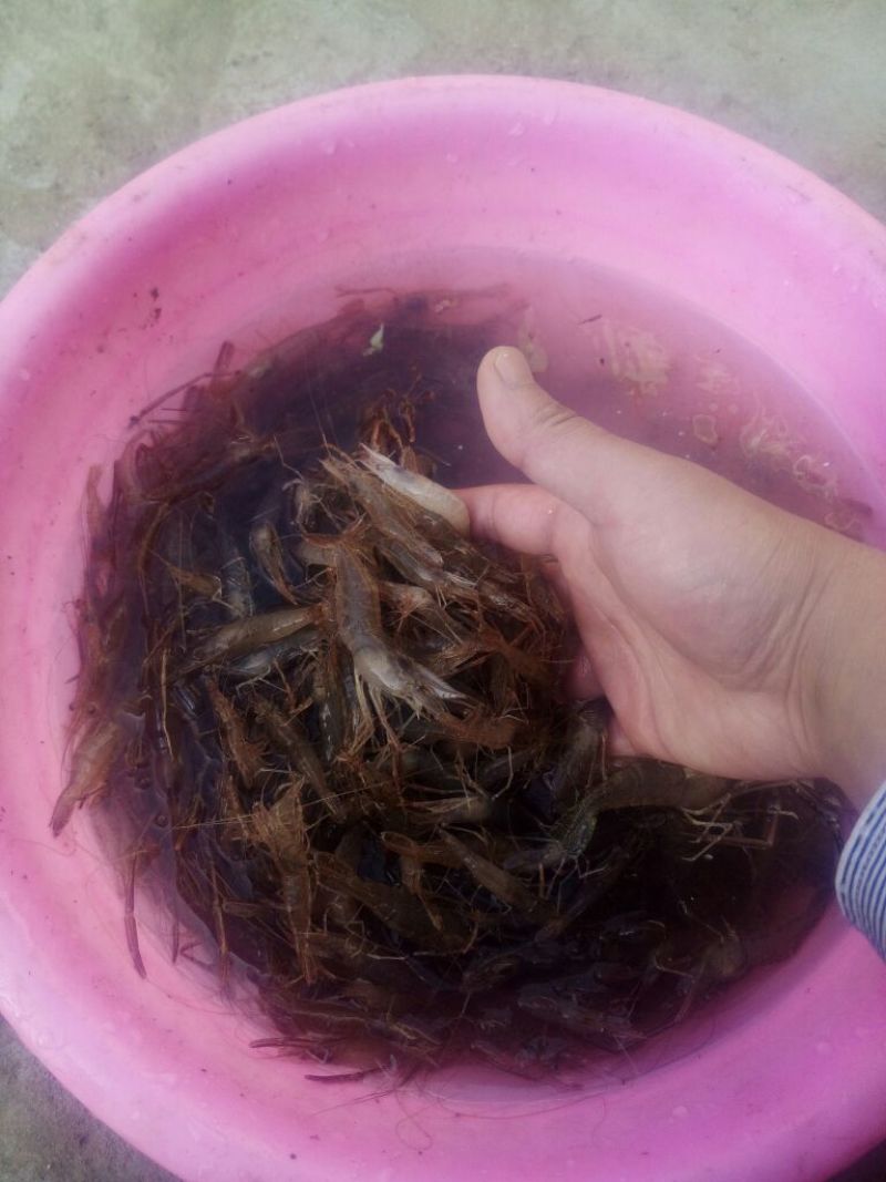河虾活虾26~30只/kg