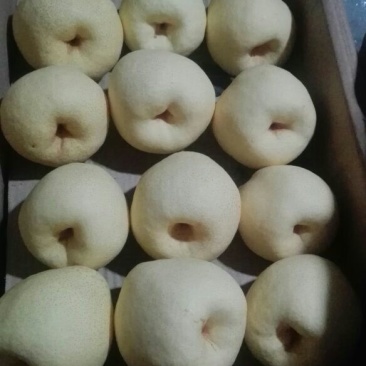 酥梨350~400g纸袋