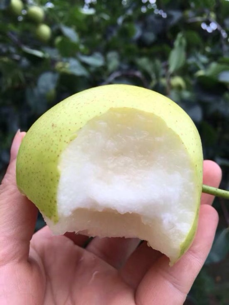 皇冠梨
