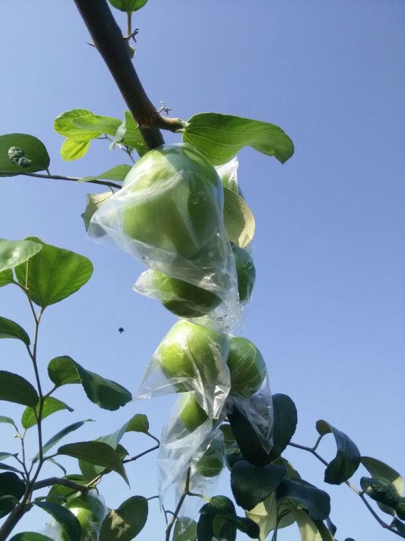 台湾密丝枣85g以上