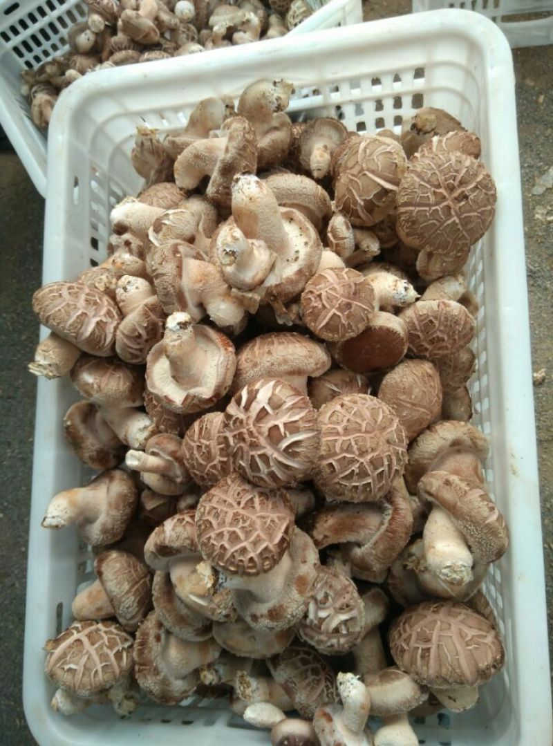 鲜香菇不开伞1%鲜货4~4.5cm