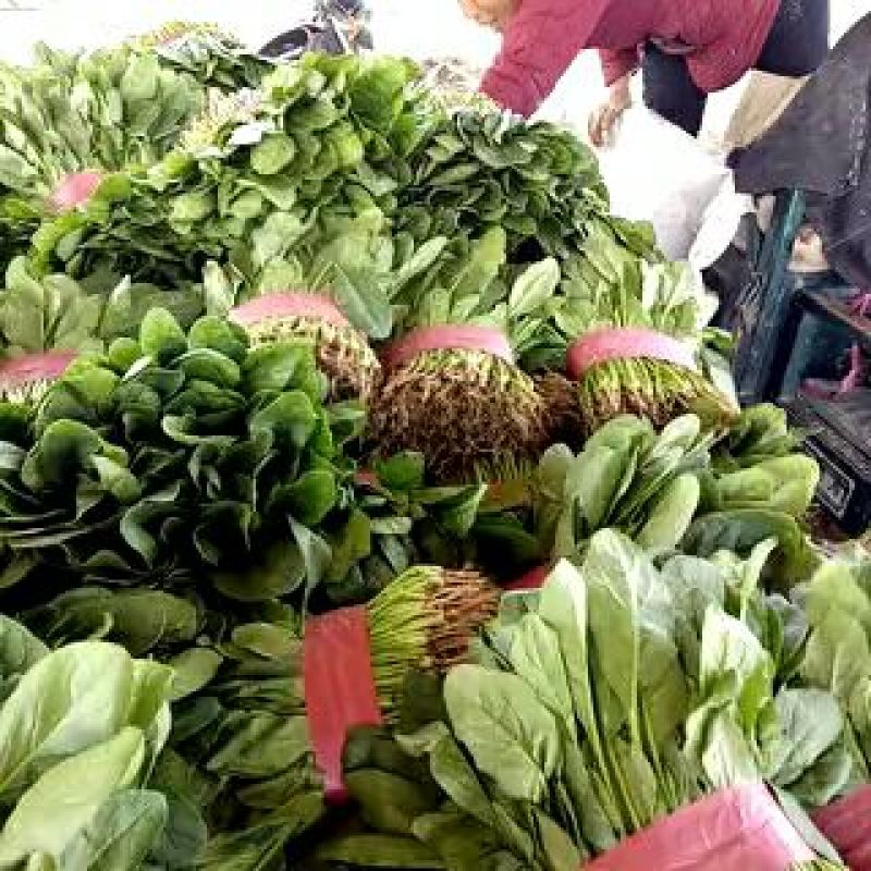 大叶菠菜20~30公分