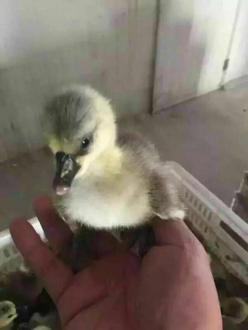 狮头鹅苗250g以下