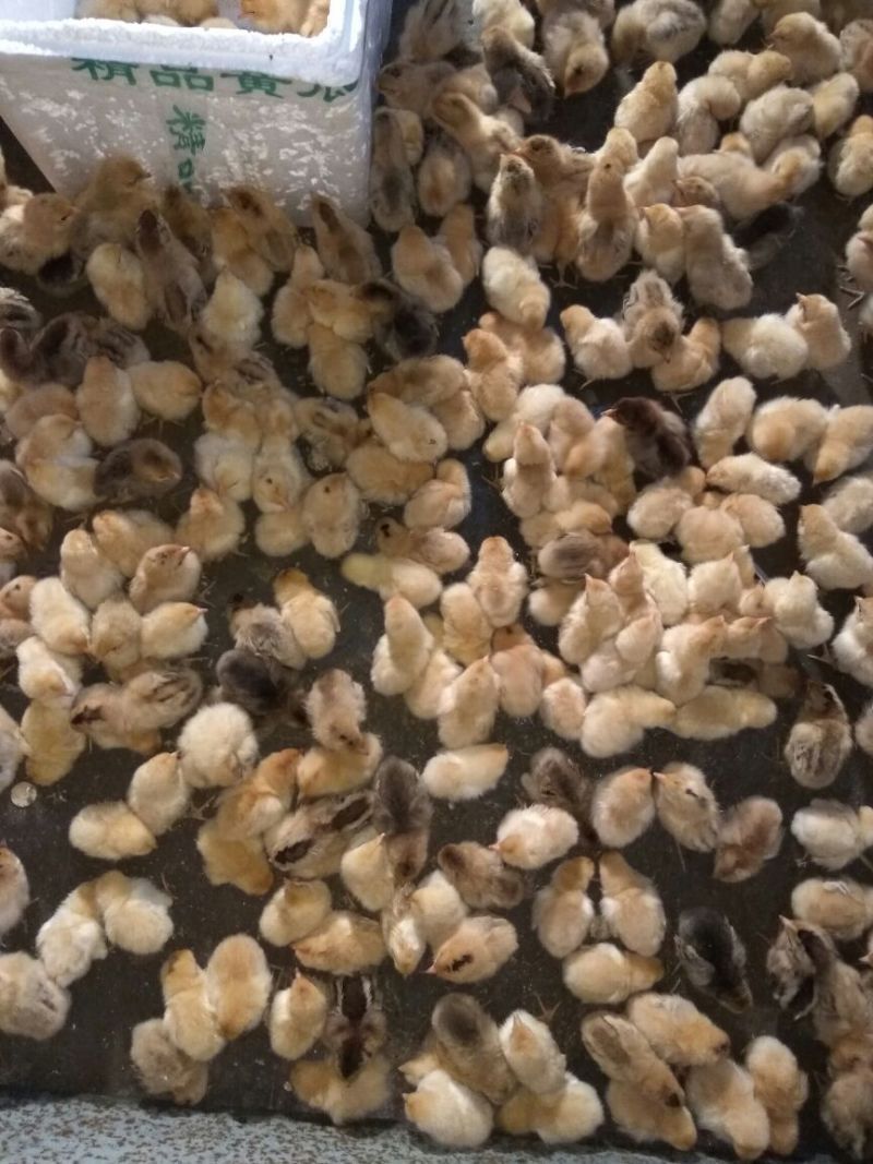 脱温鸡1斤以下