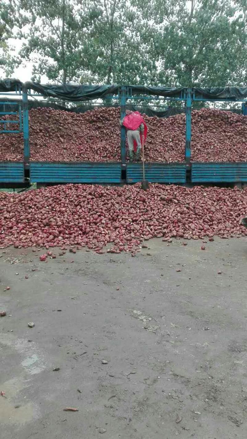 粉丝散装